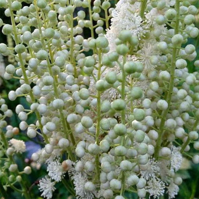 Actaea dahurica (Floración)