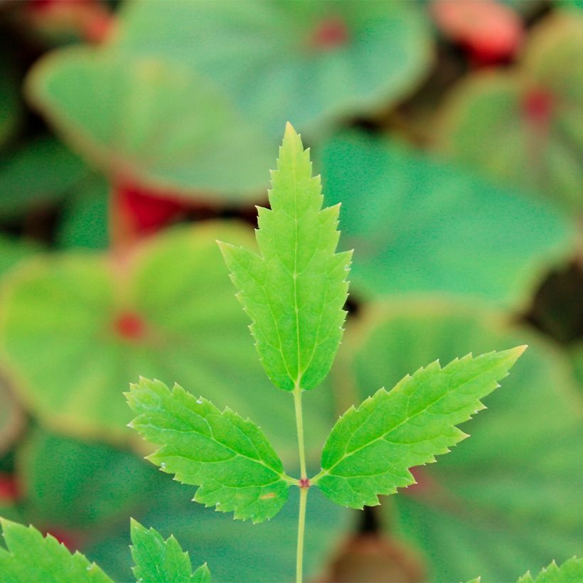 Actaea rubra (Follaje)