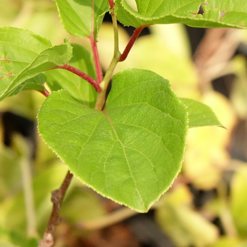 Mini kiwi Domino (Hembra) - Actinidia arguta (Follaje)