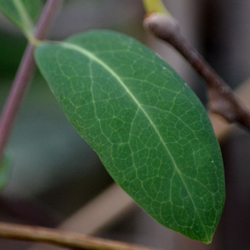 Actinidia kolomikta - Kiwi siberiano (Follaje)