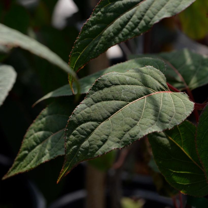 Actinidia pilosula - Kiwi siberiano (Follaje)