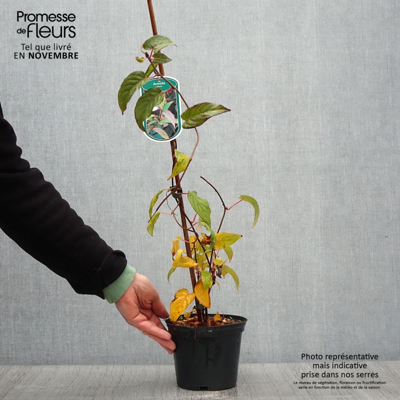 Ejemplar de Actinidia pilosula - Kiwi d'ornement Pot de 2L/3L entregado en otoño