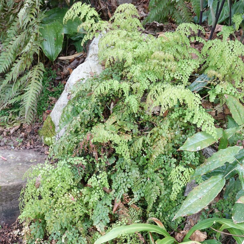 Adiantum venustum - Culantrillo (Porte)