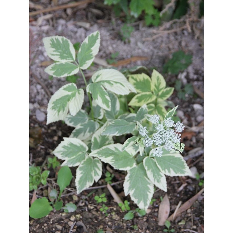 Aegopodium podagaria Variegata (Floración)