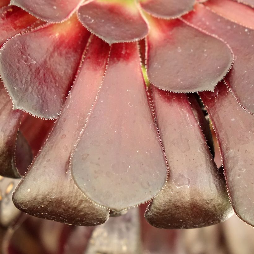 Aeonium arboreum var. atropurpureum Schwarzkopf (Follaje)