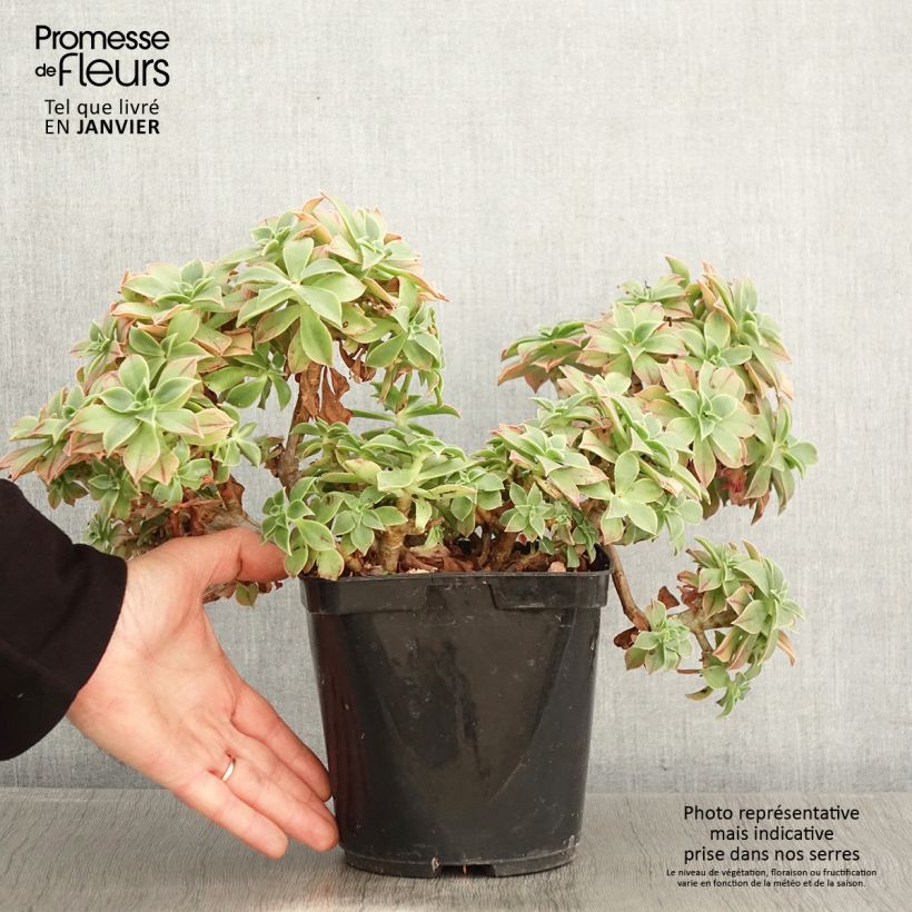 Aeonium leucoblepharum Pot de 3L/4L Ejemplar entregado en invierno