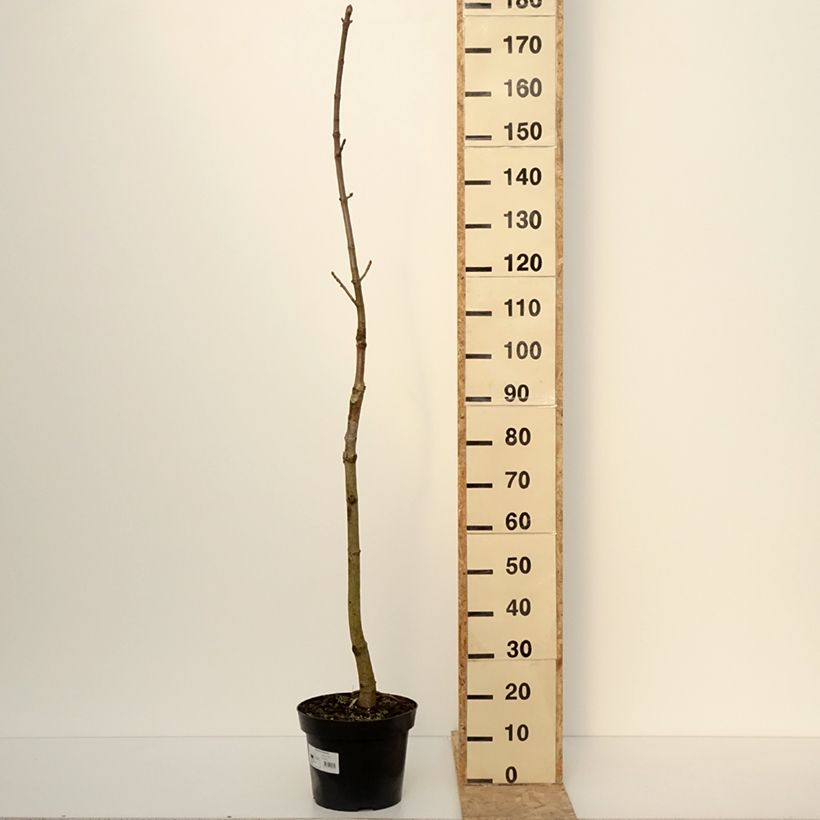 Aesculus chinensis - Marronnier de Chine - Pot de 12L/15L Ejemplar entregado en invierno