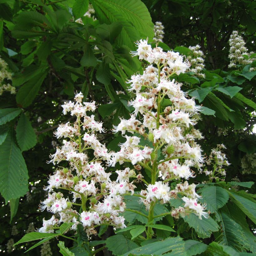 Aesculus hippocastanum - Castaño de Indias (Floración)