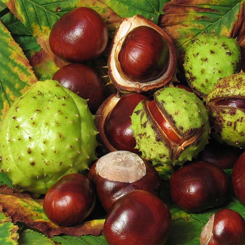 Aesculus hippocastanum - Castaño de Indias (Cosecha)