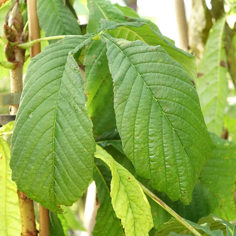 Aesculus hippocastanum Hampton Court Gold - Castaño de Indias (Follaje)