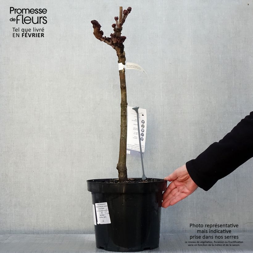 Aesculus hippocastanum Monstrosa - Marronnier commun - Pot de 7,5L/10L Ejemplar entregado en invierno