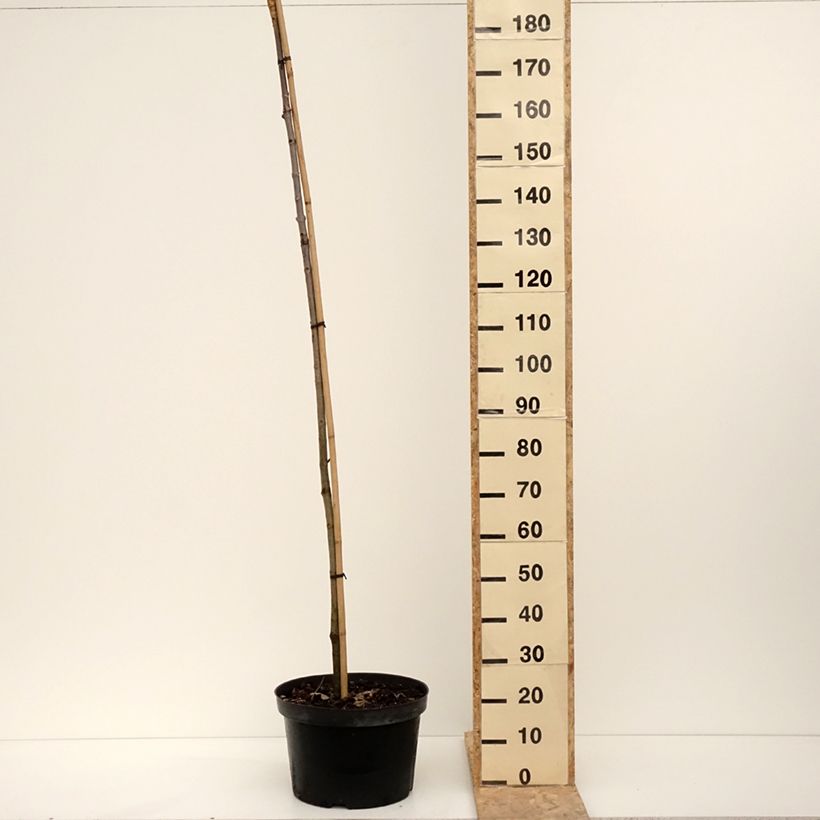 Aesculus hippocastanum Umbraculifera - Castaño de Indias Maceta 20L/25LAltura de entrega aprox. 160/180cm Ejemplar entregado en invierno