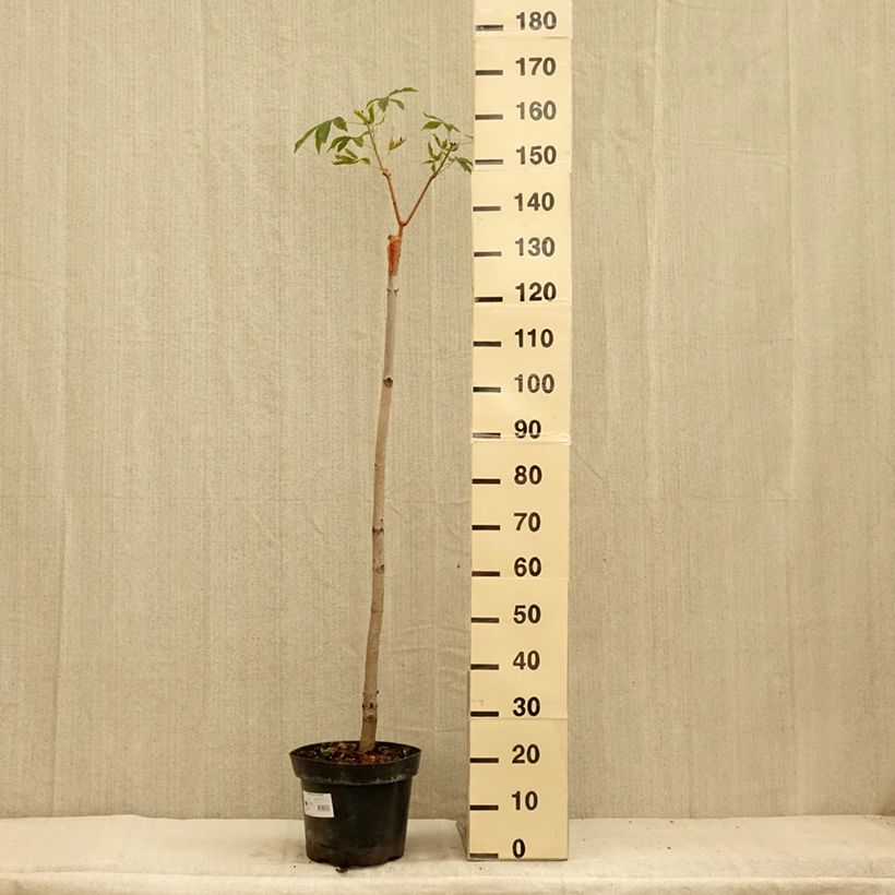 Ejemplar de Aesculus pavia Humilis - Marronnier d'ornement - Pot de 7,5L/10L entregado en verano