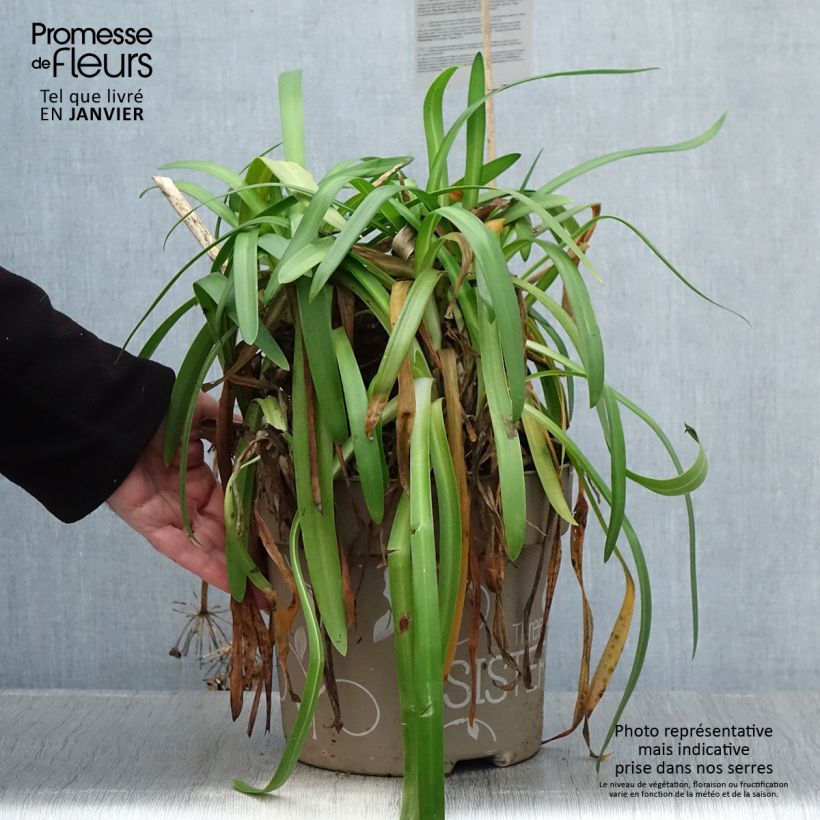 Agapanthe hybride Three Sisters  - Pot de 6L/7L Ejemplar entregado en invierno