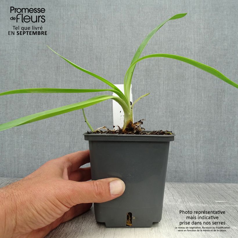 Ejemplar de Agapanthe Phantom - pot de 1L/1.5L entregado en otoño