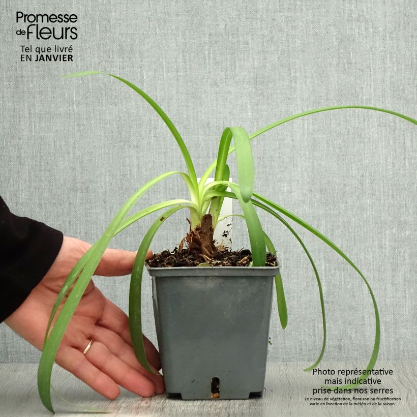 Agapanthe Phantom - pot de 1L/1.5L Ejemplar entregado en invierno