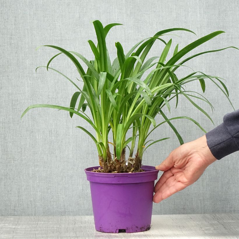 Agapanthe Pitchoune Violet - Pot de 3L/4L Ejemplar entregado en la primavera