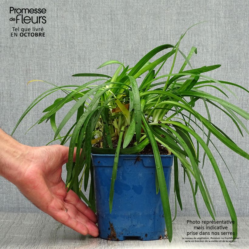 Ejemplar de Agapanthe Pitchoune White Pot de 2L/3L entregado en otoño