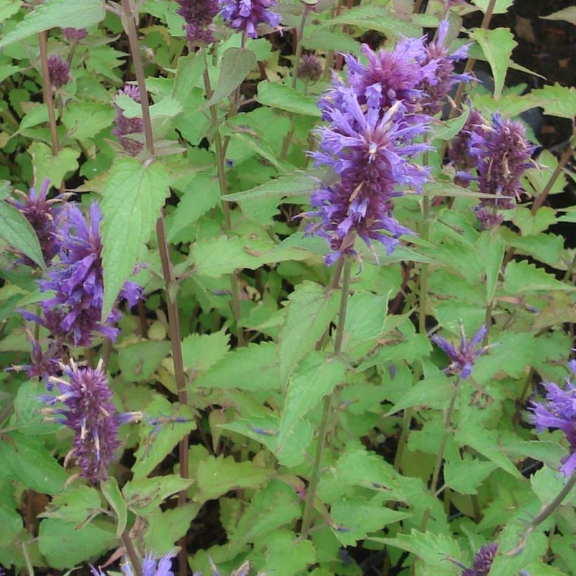 Agastache Blue Boa (Follaje)