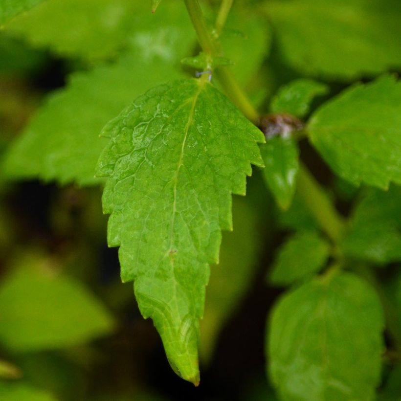 Agastache Blue Fortune (Follaje)