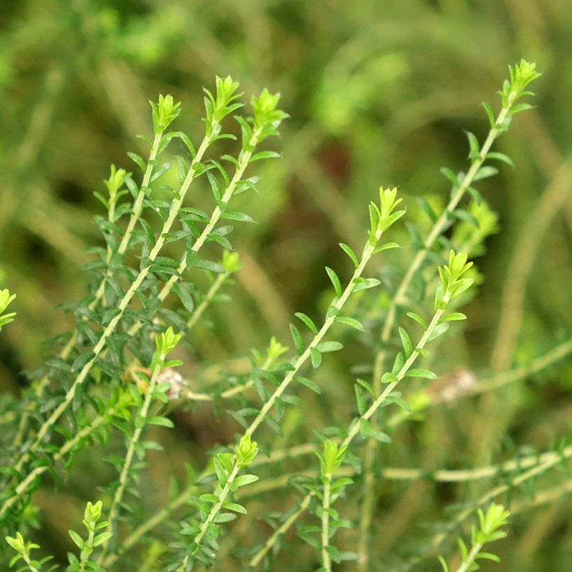 Agathosma capensis - Buchu (Follaje)