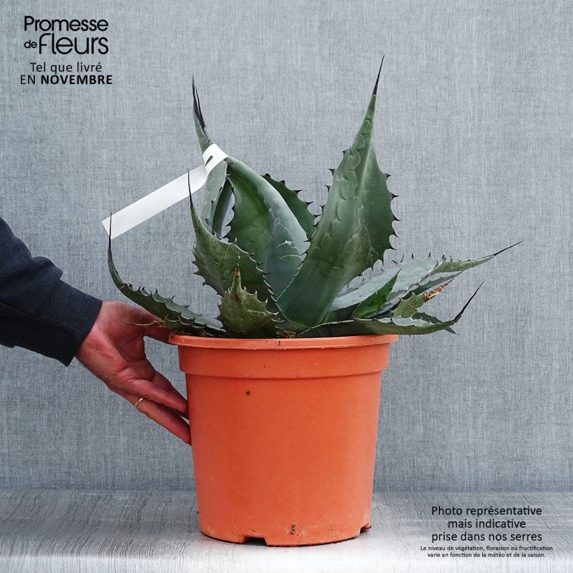 Ejemplar de Agave havardiana Pot de 7,5L/10L entregado en otoño