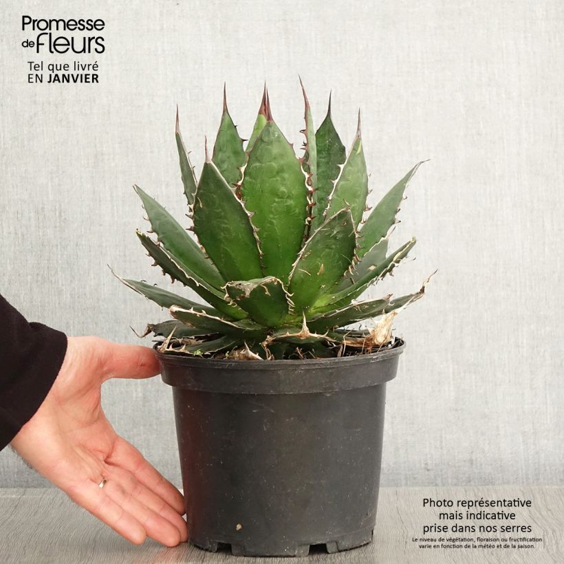 Agave horrida - Pot de 3L/4L Ejemplar entregado en invierno