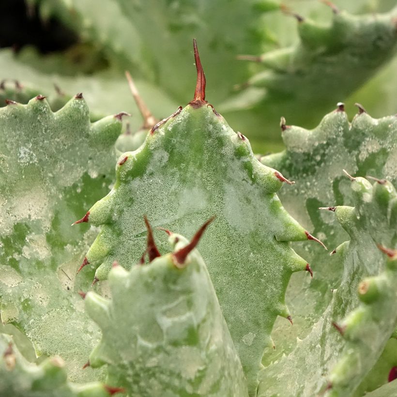 Agave isthmensis (Follaje)