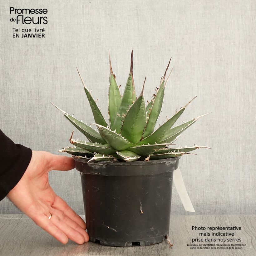 Agave kerchovei - Pot de 3L/4L Ejemplar entregado en invierno