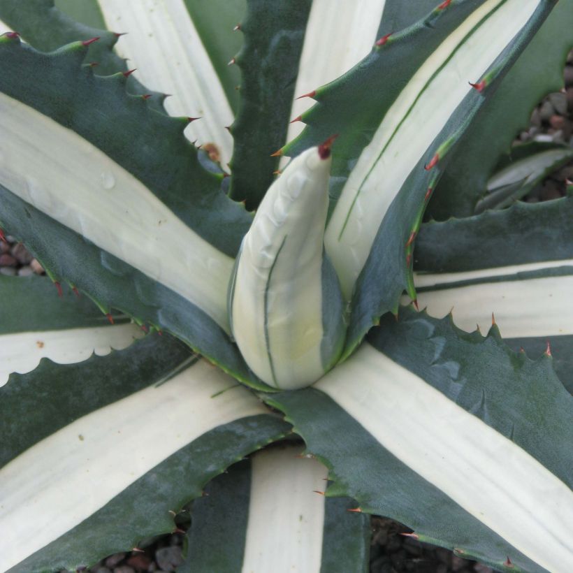 Agave americana mediopicta Alba (Follaje)