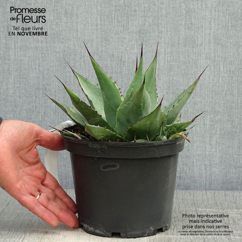 Ejemplar de Agave parrasana - Agave chou - Pot de 3L/4L entregado en otoño