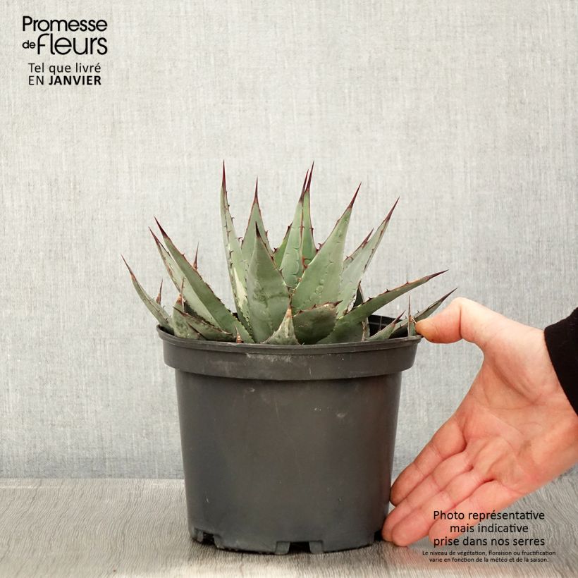 Agave parrasana - Agave chou - Pot de 3L/4L Ejemplar entregado en invierno