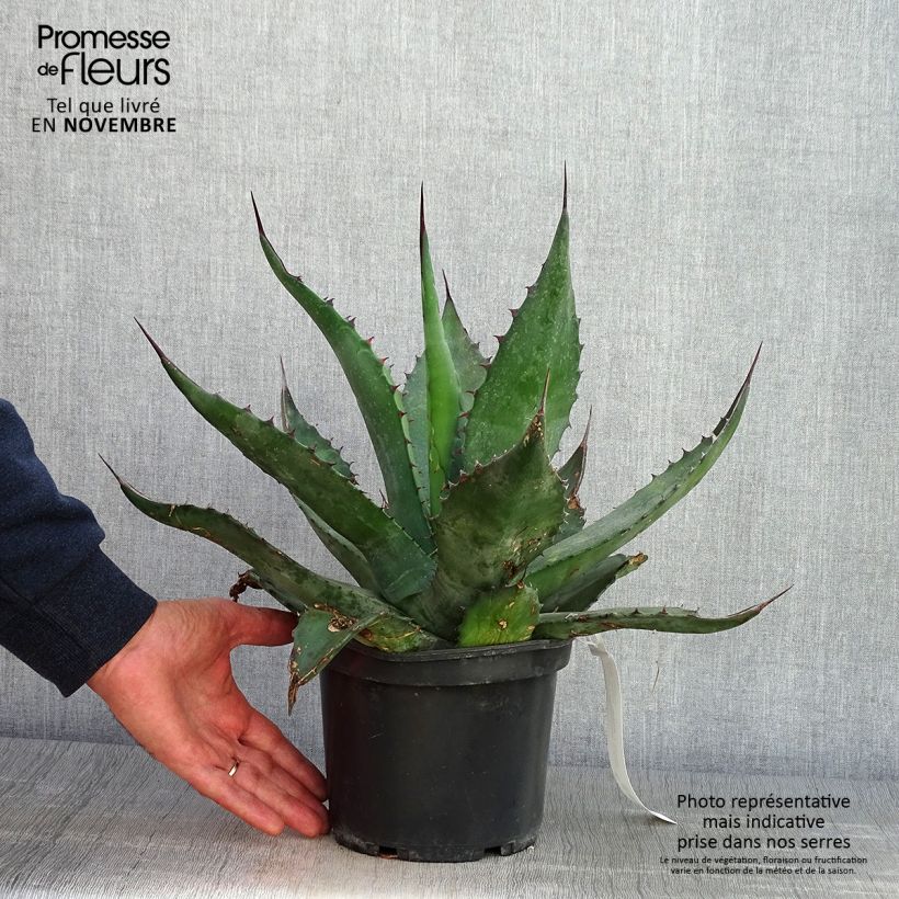 Ejemplar de Agave salmiana - Pot de 3L/4L entregado en otoño