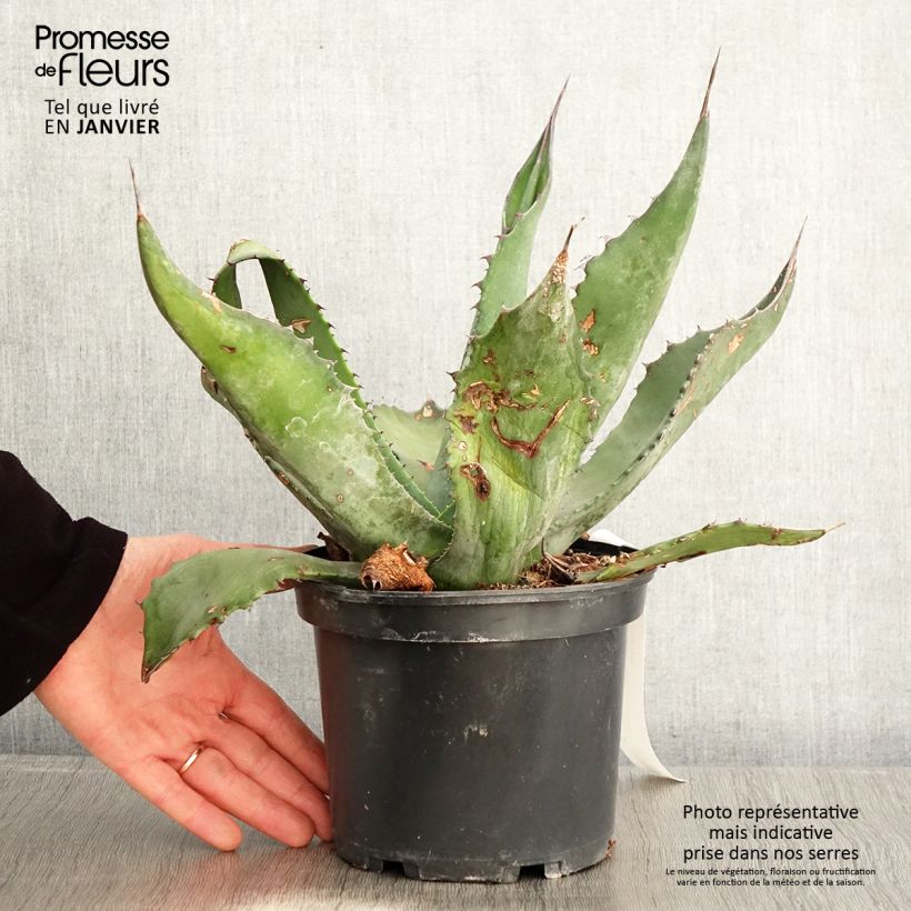 Agave salmiana - Pot de 3L/4L Ejemplar entregado en invierno