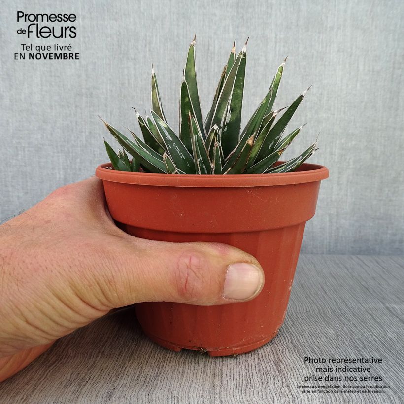 Ejemplar de Agave victoriae reginae en pot de 13 cm entregado en otoño