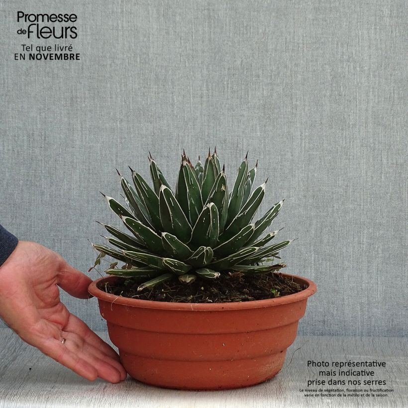 Ejemplar de Agave victoriae reginae en pot de 5L entregado en otoño