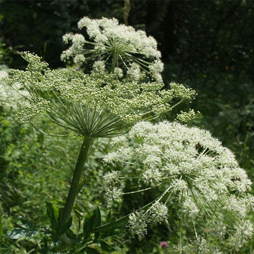 Peucedanum ostruthium Daphnis - Imperatoria (Floración)