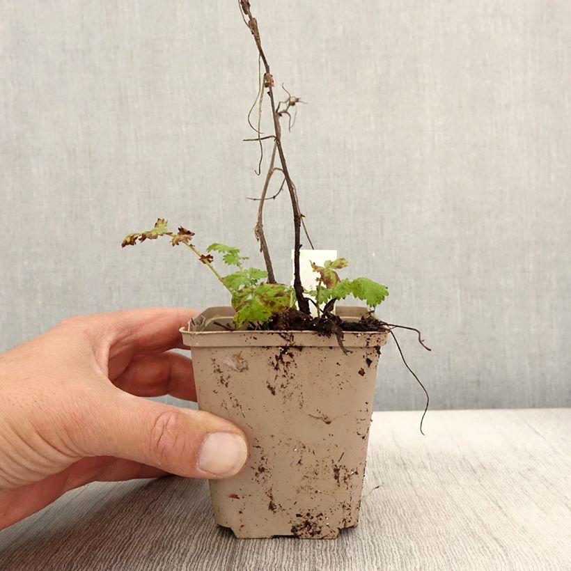 Ejemplar de Agrimonia eupatoria Alba Godet de 8/9 cm entregado en otoño