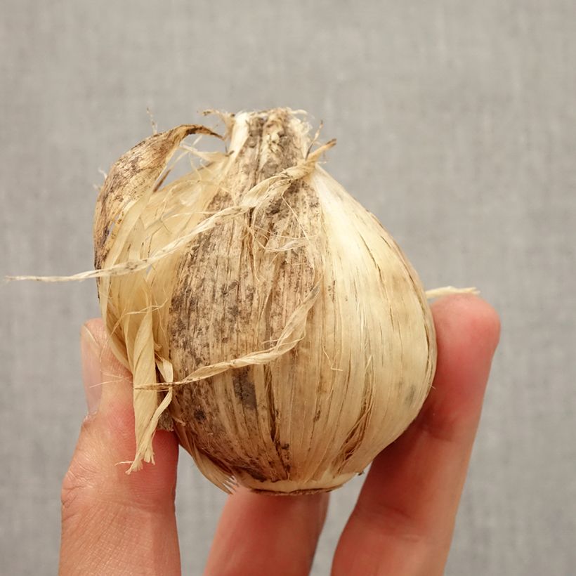 Ejemplar de Ail d'ornement - Allium giganteum Bulbe entregado en otoño