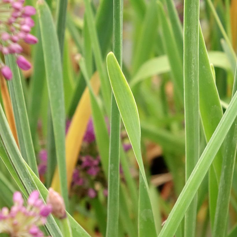 Allium Lavender Bubbles - Ajo decorativo (Follaje)