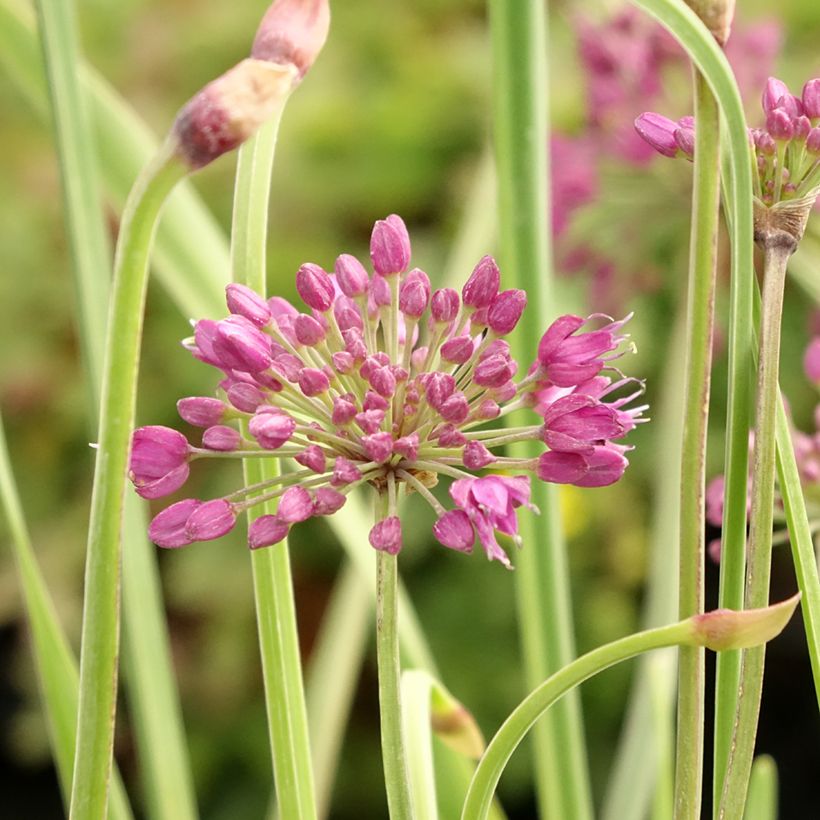 Allium Lavender Bubbles - Ajo decorativo (Floración)