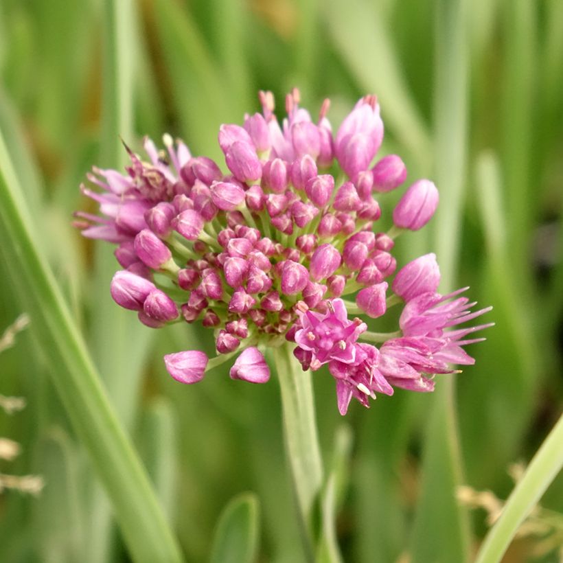 Allium Little Sapphire - Ajo decorativo (Floración)