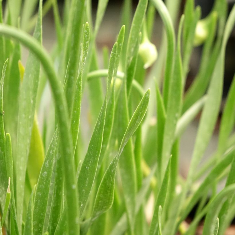 Allium In Orbit - Ajo decorativo (Follaje)