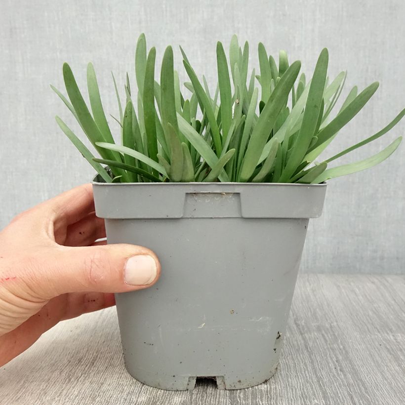 Ail d'ornement - Allium Serendipity - pot de 2L/3L Ejemplar entregado en la primavera