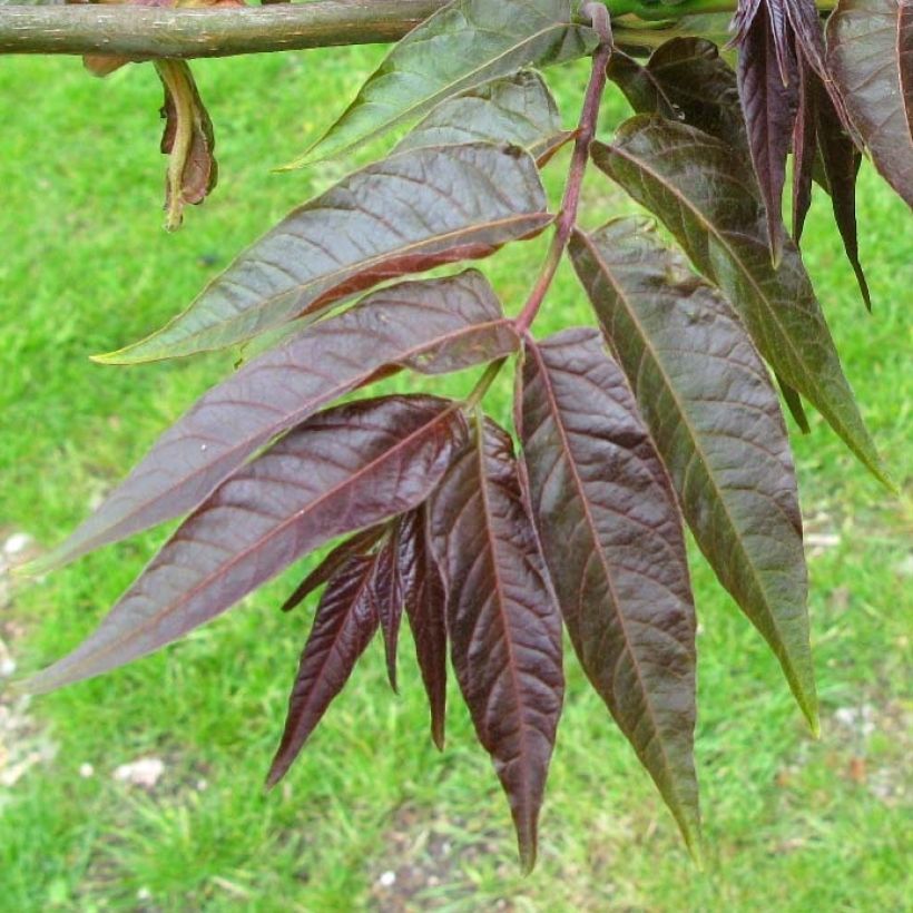 Ailanthus altissima Purple Dragon (Follaje)