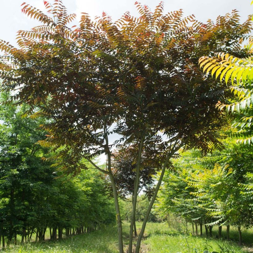 Ailanthus altissima Purple Dragon (Porte)