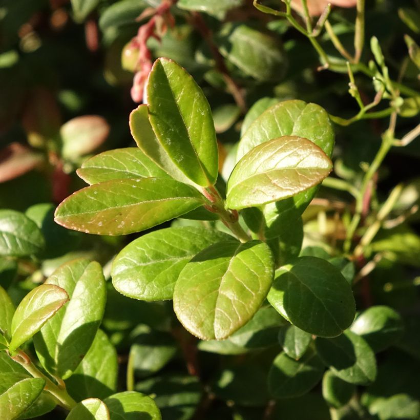 Arándano rojo Bio - Vaccinium vitis idaea (Follaje)