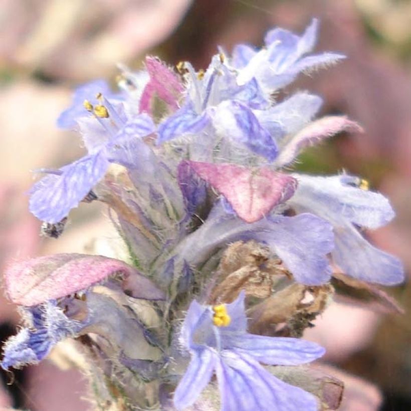 Ajuga reptans Burgundy Glow (Floración)