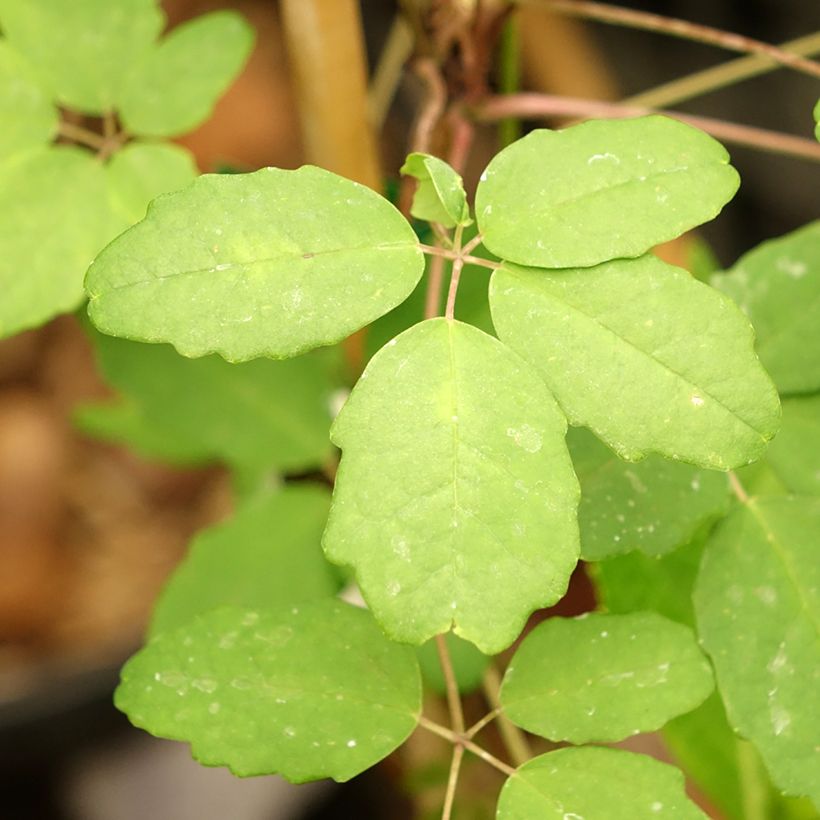 Akebia pentaphylla - Akebi (Follaje)