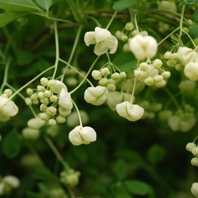 Akebia de cinco hojas Alba (Floración)